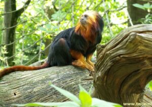 apeldoorn Monos en el zoo